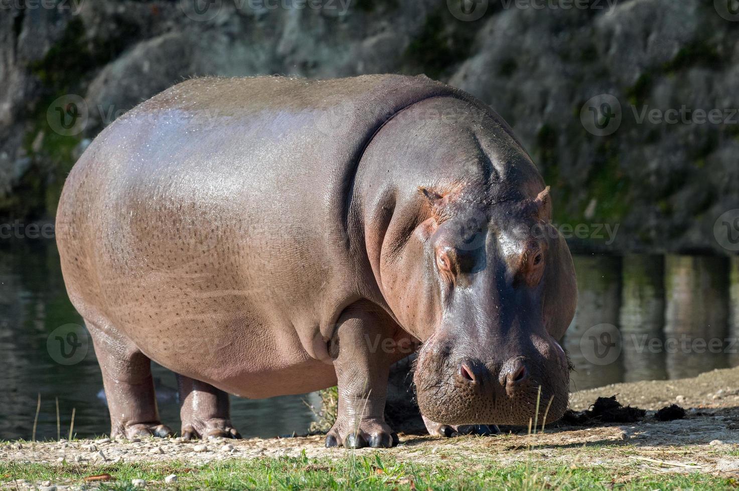 bianca rinoceronte ritratto mentre mangiare foto