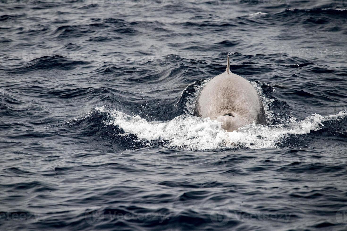 raro Oca becco balena delfino ziphius cavirostri foto