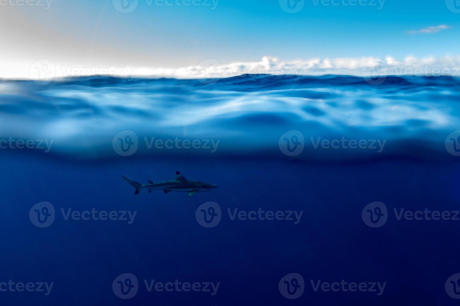 lo snorkeling con squali nel blu oceano di polinesia foto