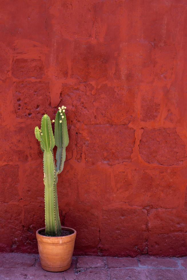 pianta di cactus verde all'esterno foto