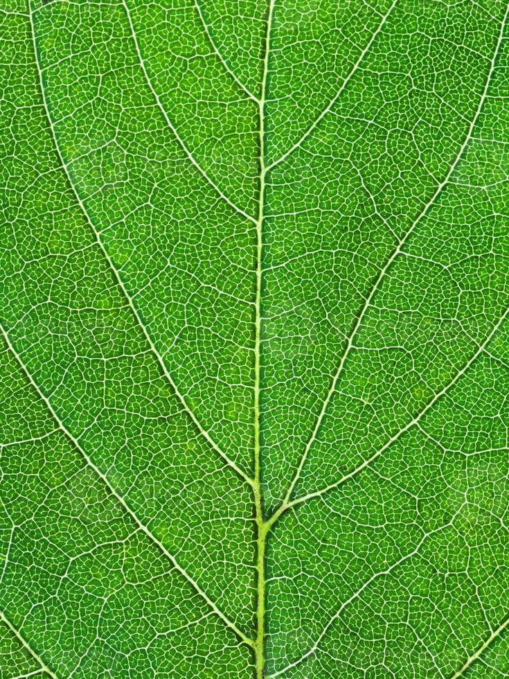 quercia verde foglia vicino su foto