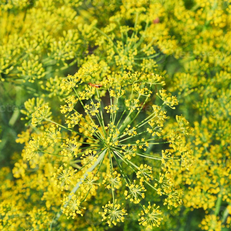 sopra Visualizza di fioritura aneto erbe aromatiche foto