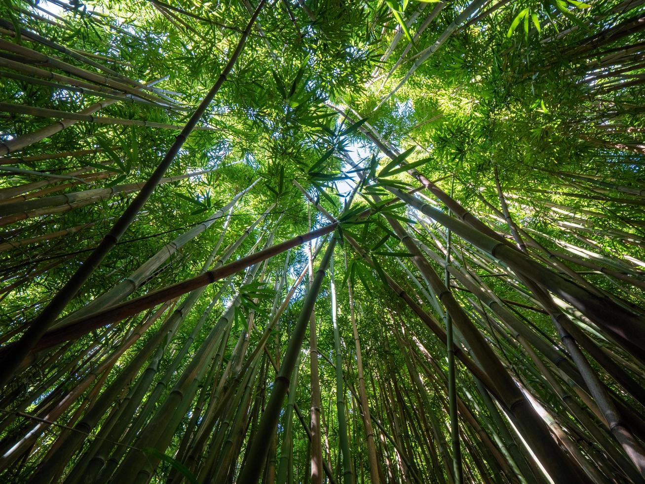 guardando bambù e cielo foto