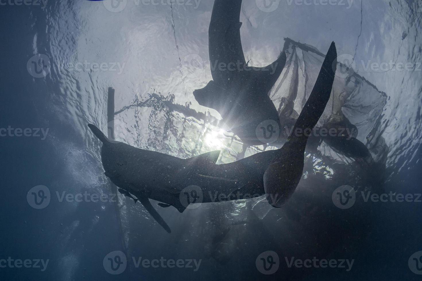 balena squalo vicino incontrare nel ovest papua cenderawasih baia foto