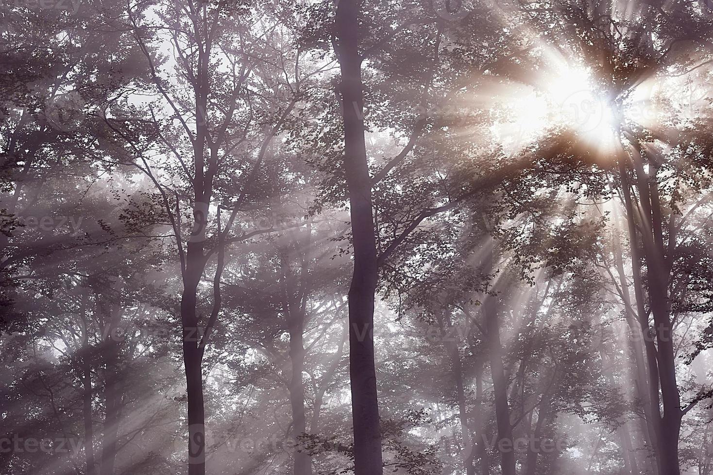 sole raggi e foresta foto