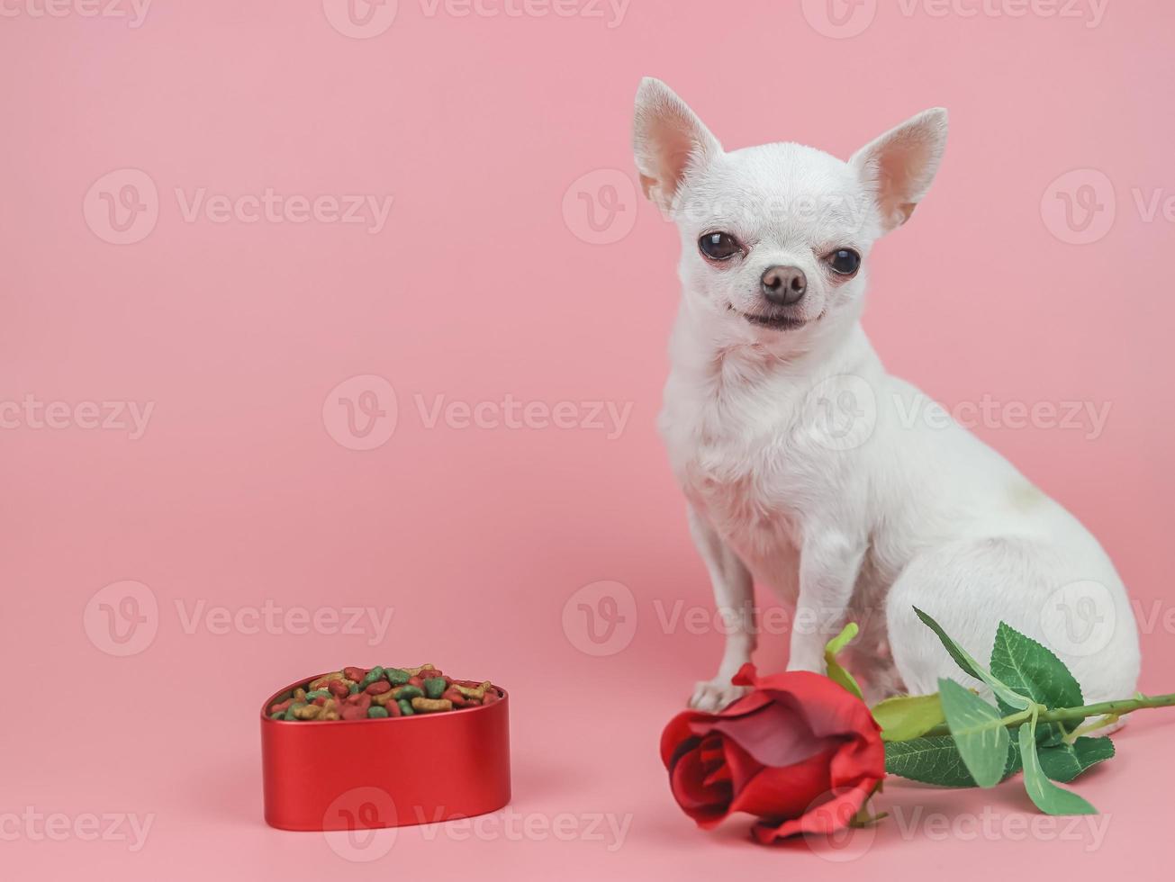 bianca corto capelli chihuahua cane guardare a telecamera, seduta su rosa sfondo con rosso rosa e secco cane cibo nel cuore forma ciotola. cane amante e San Valentino giorno concetto foto