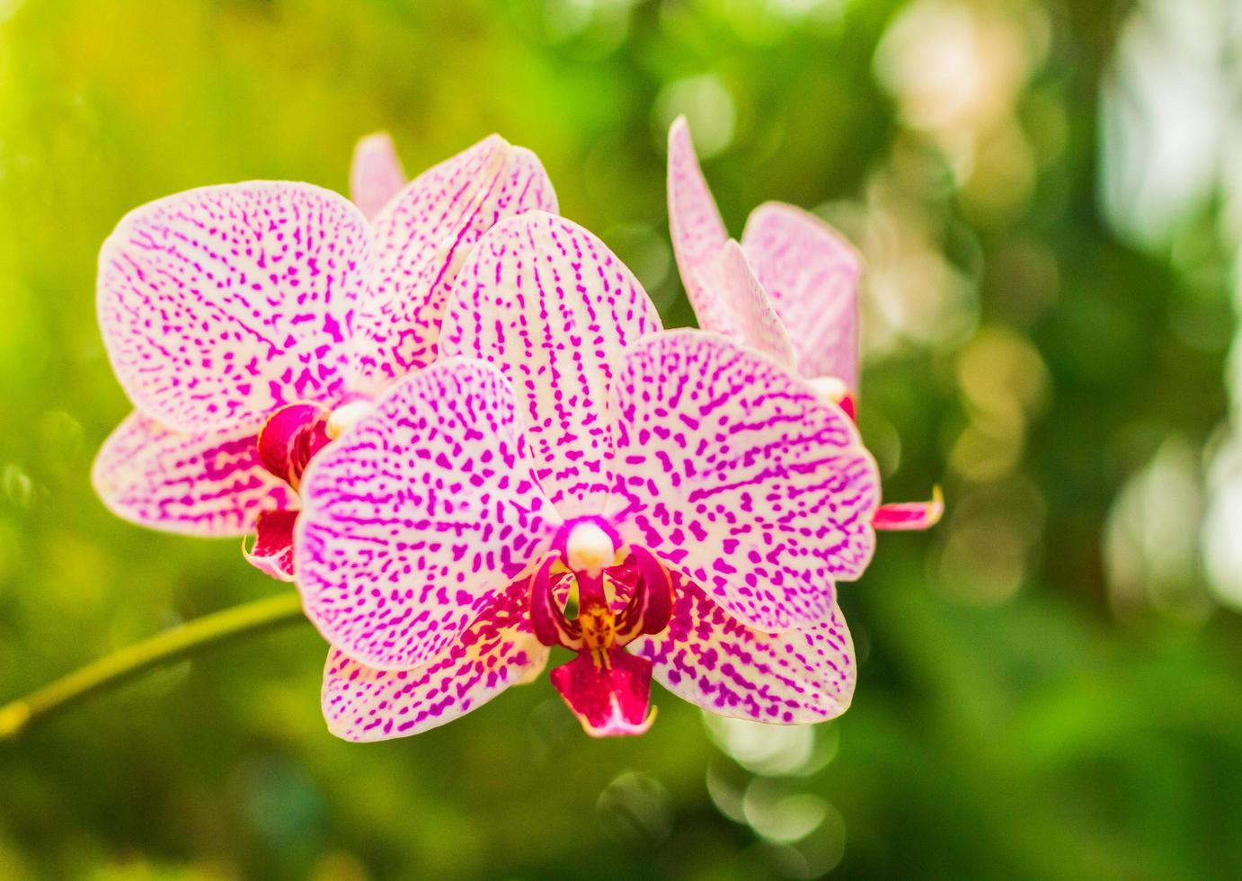 fiori di orchidea che fioriscono in giardino foto