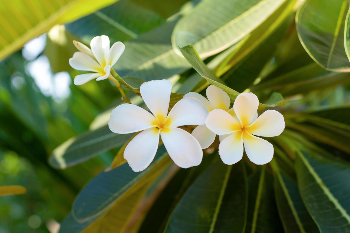 primo piano dei fiori di plumeria foto