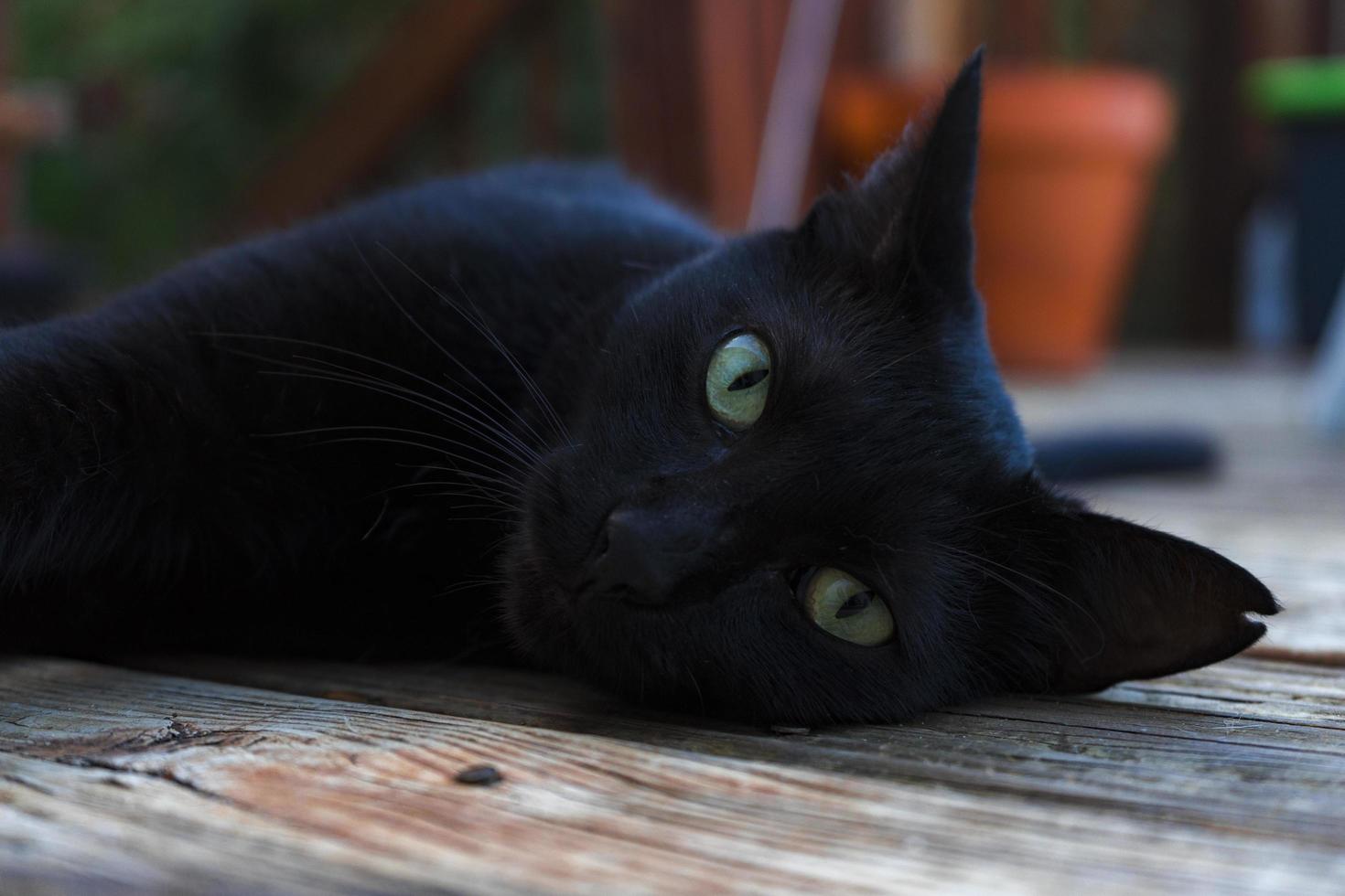 gatto nero che pone su un portico foto