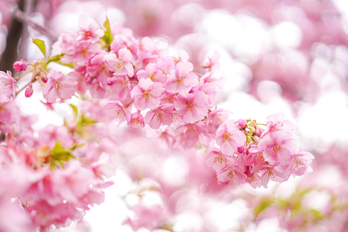 primo piano di fiori di ciliegio foto