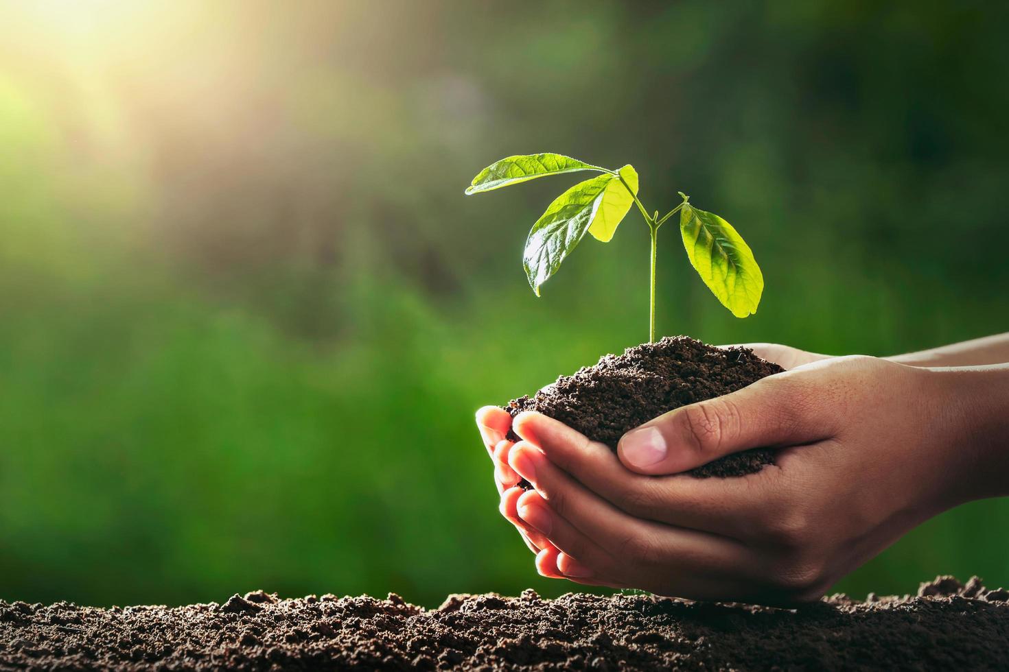 mani che tengono un piccolo albero da piantare foto