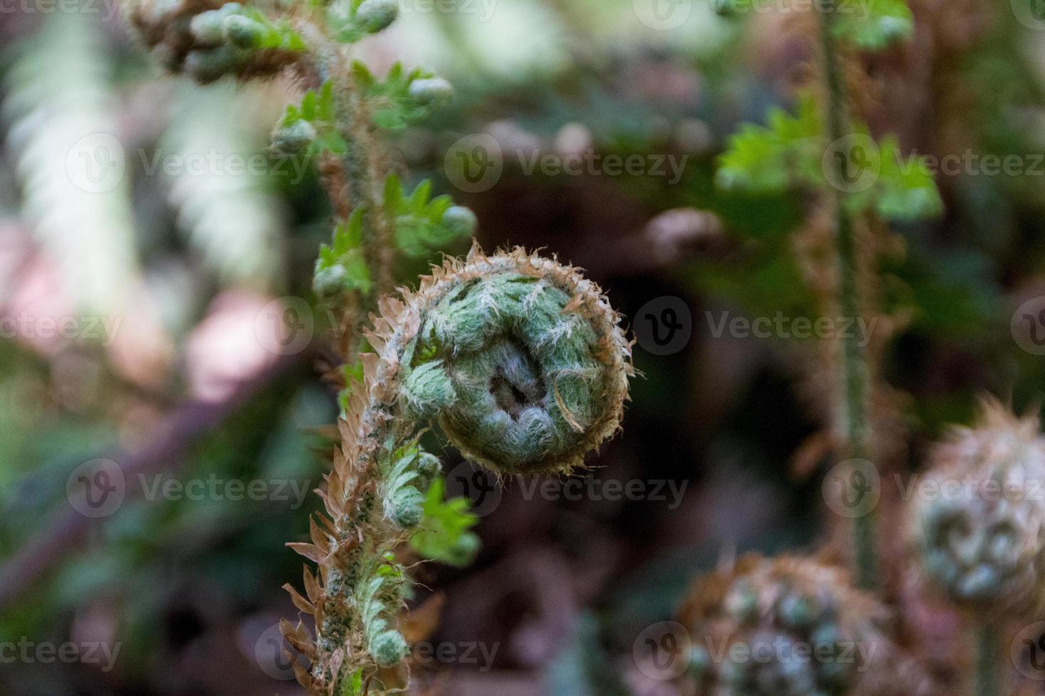 giovane felce foglia. natura sfondo foto