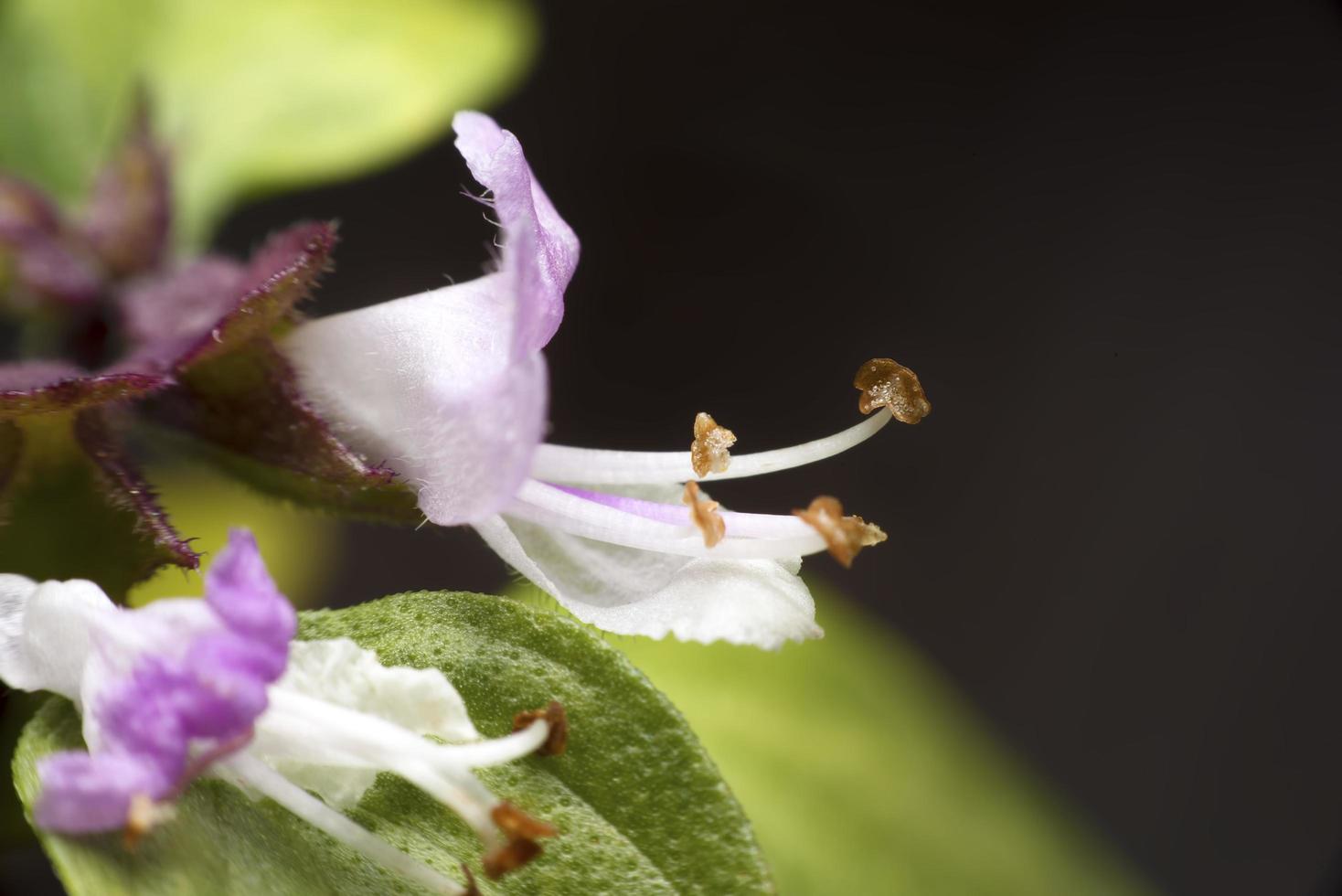 vicino ocimum basilicum fiore foto