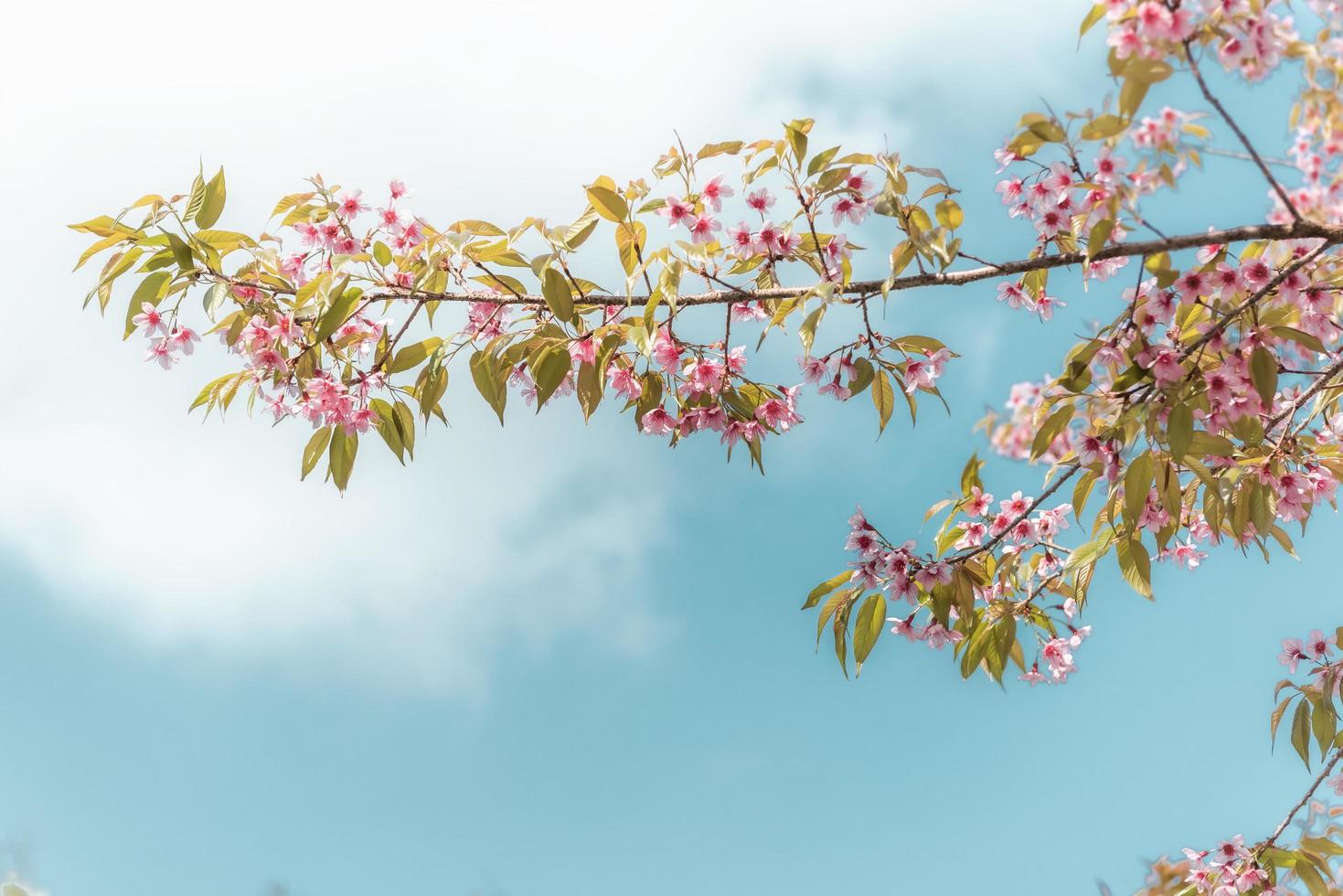 fiori di ciliegio rosa foto