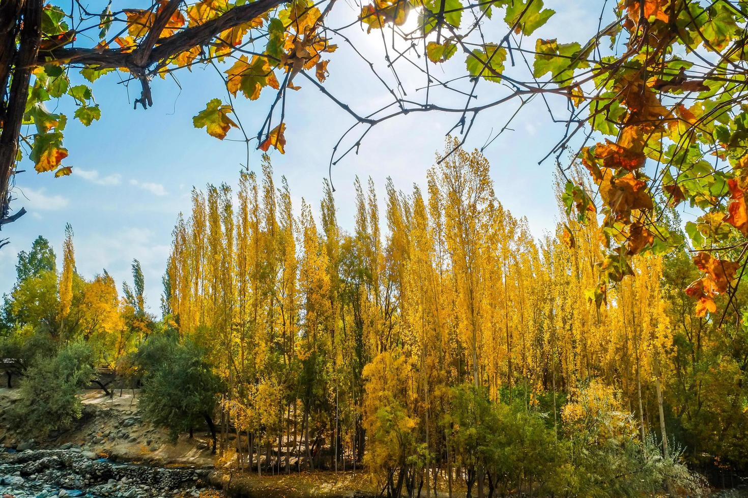 vista del paesaggio della foresta e del fogliame dello shigar in autunno, Pakistan foto