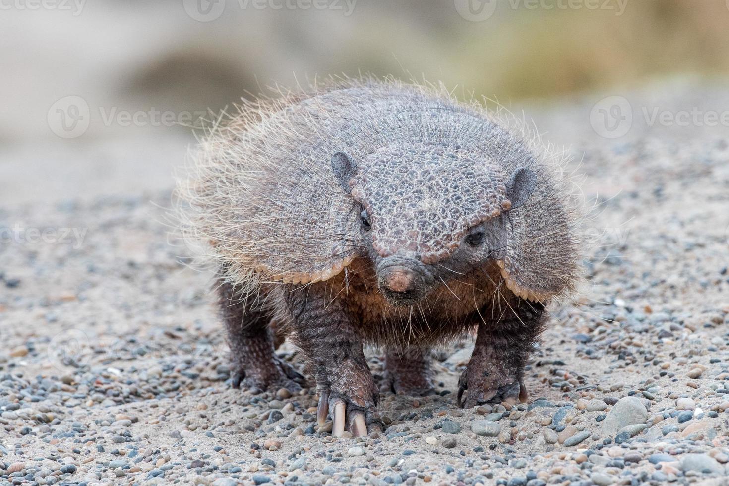 patagonia armadillo vicino su ritratto foto