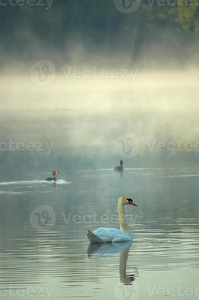 cigno il mattina stagno foto