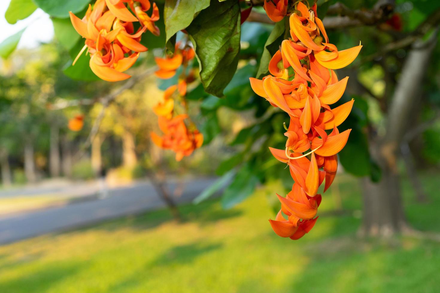 butea monosperma o fiore bastardo in teak foto