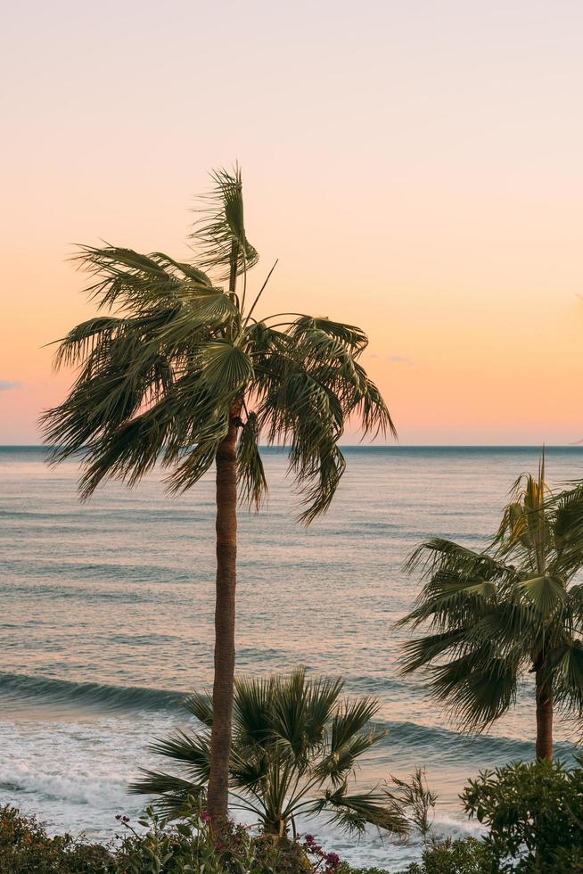 palme vicino allo specchio d'acqua foto