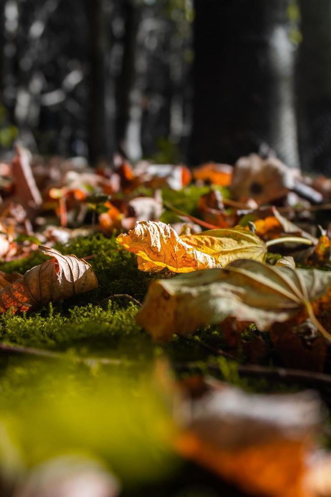 foglie cadute colorate sul pavimento della foresta foto