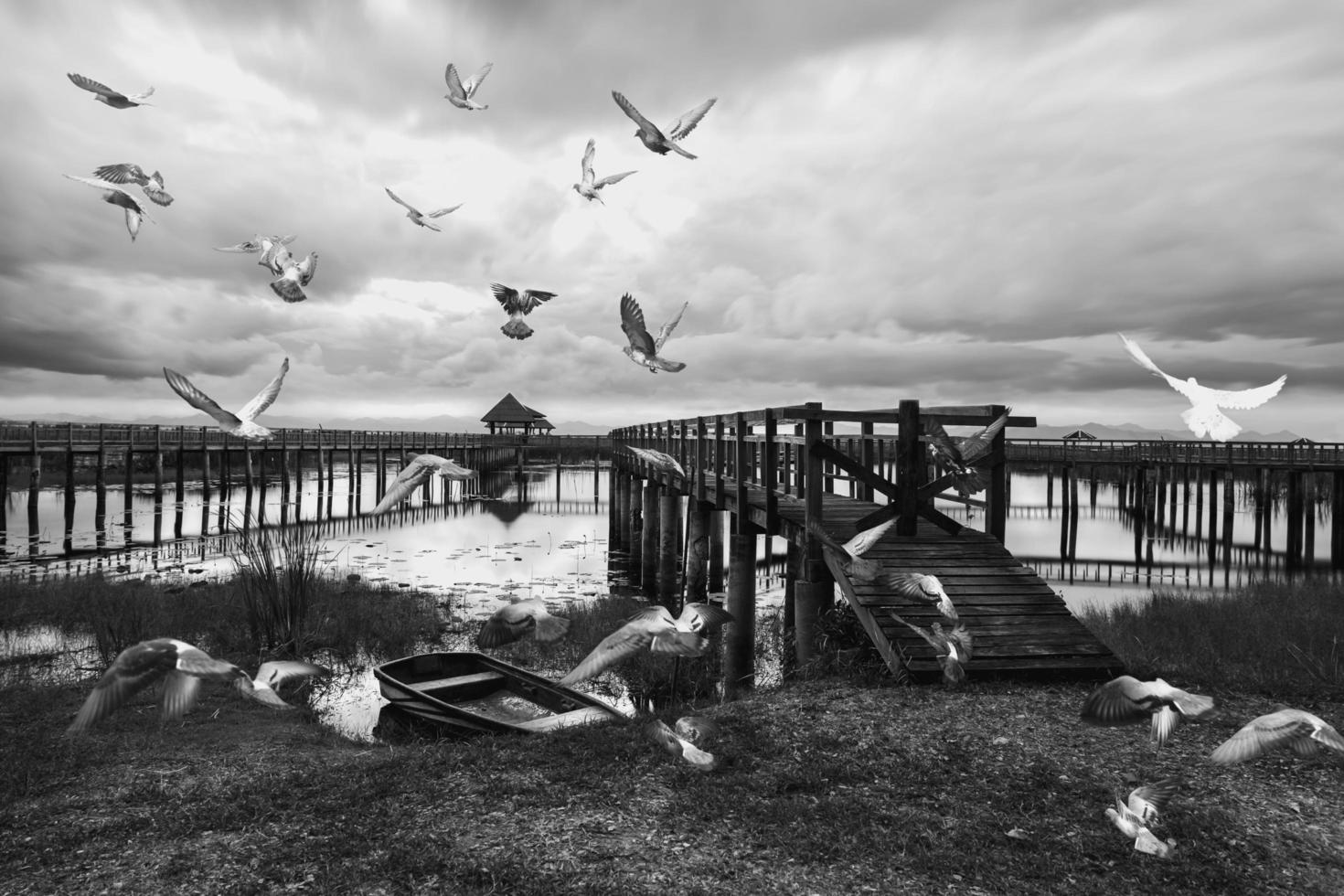 foto in bianco e nero di piccioni sul lago