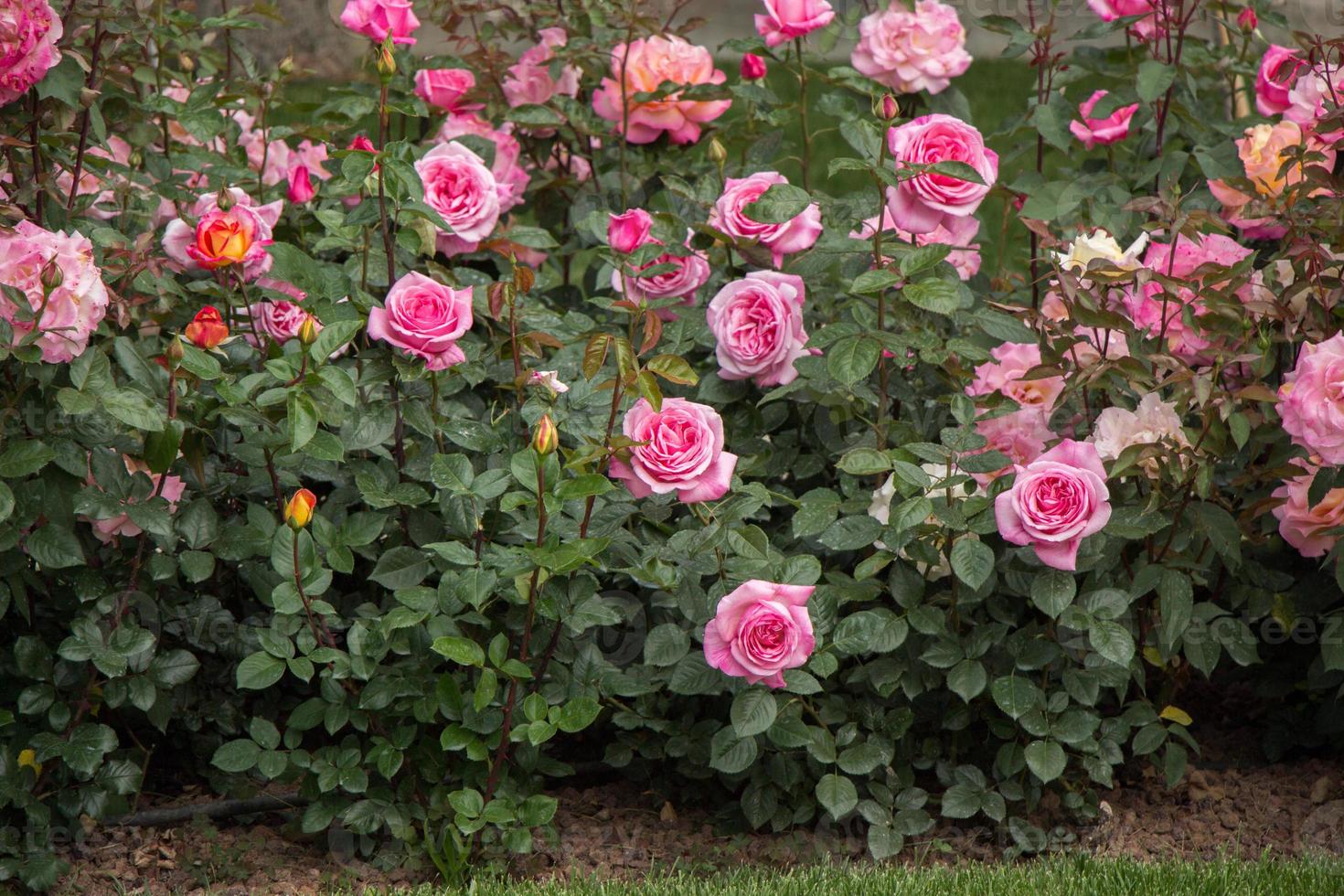 belle rose colorate in fiore nel giardino foto