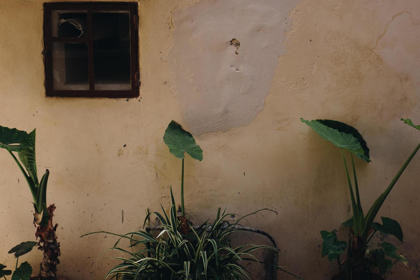 piante verdi vicino al muro foto