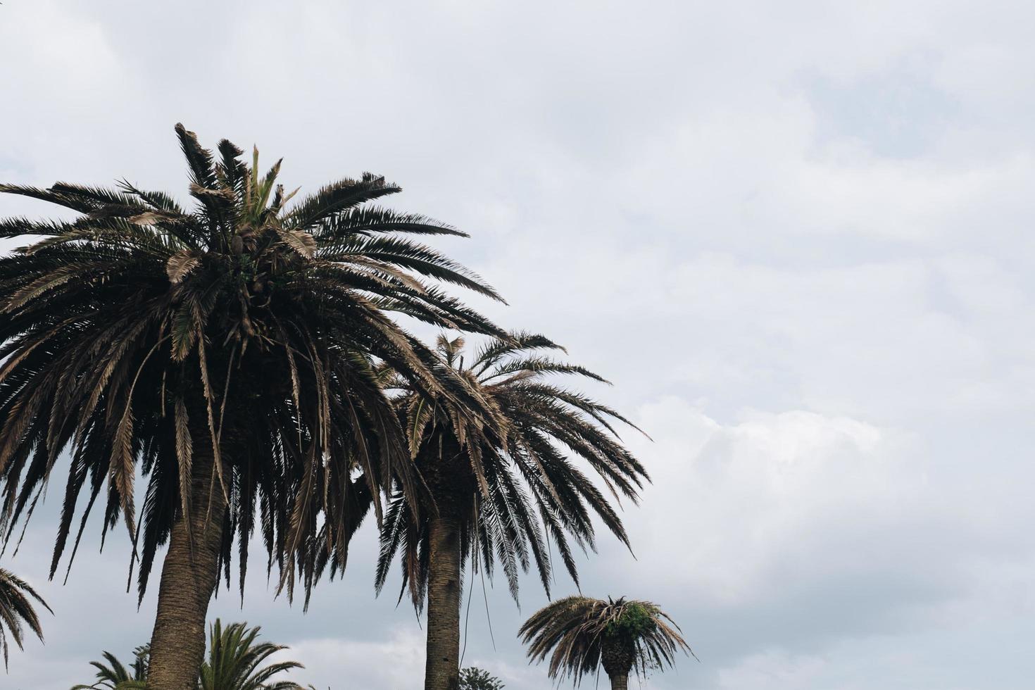 fila di palme foto