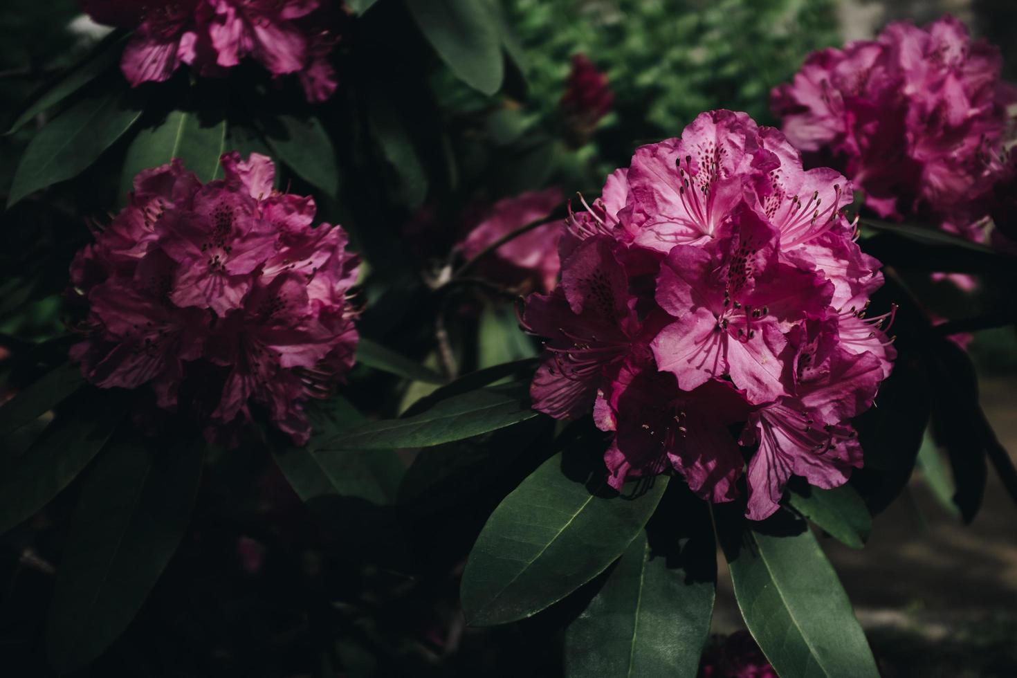 fiori rosa con petali foto