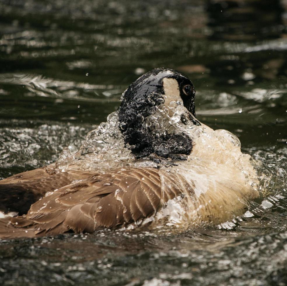 anatra marrone sull'acqua foto