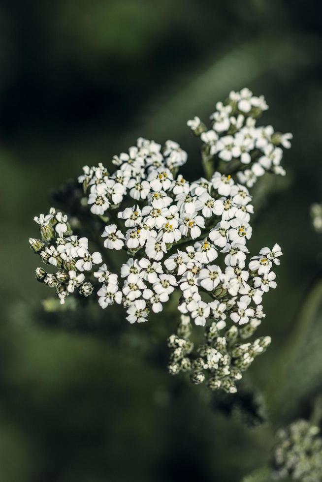 boccioli di fiori bianchi in lente tilt shift foto