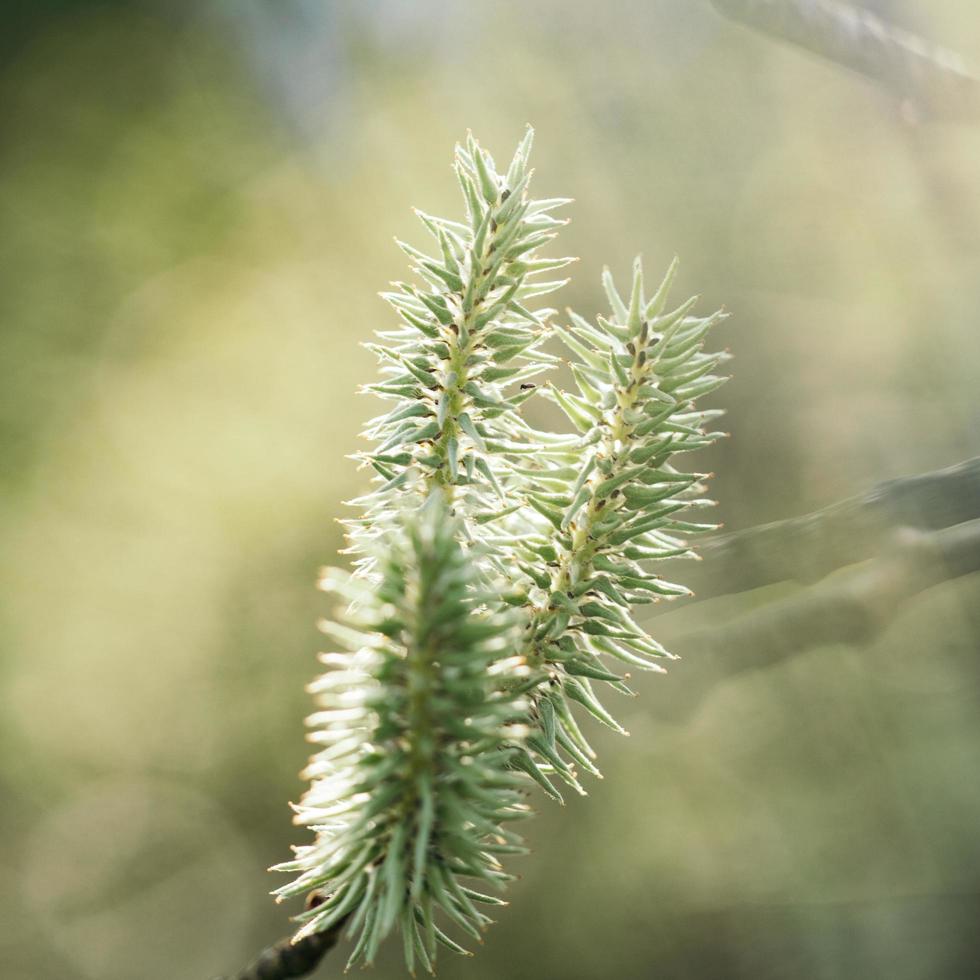 ramo di un albero di pino foto