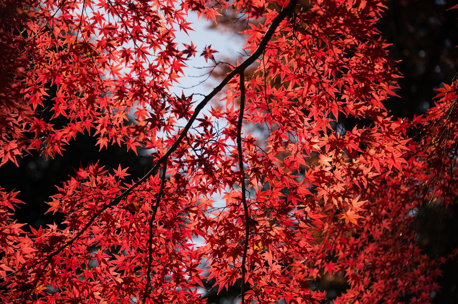 foglie di acero rosso foto