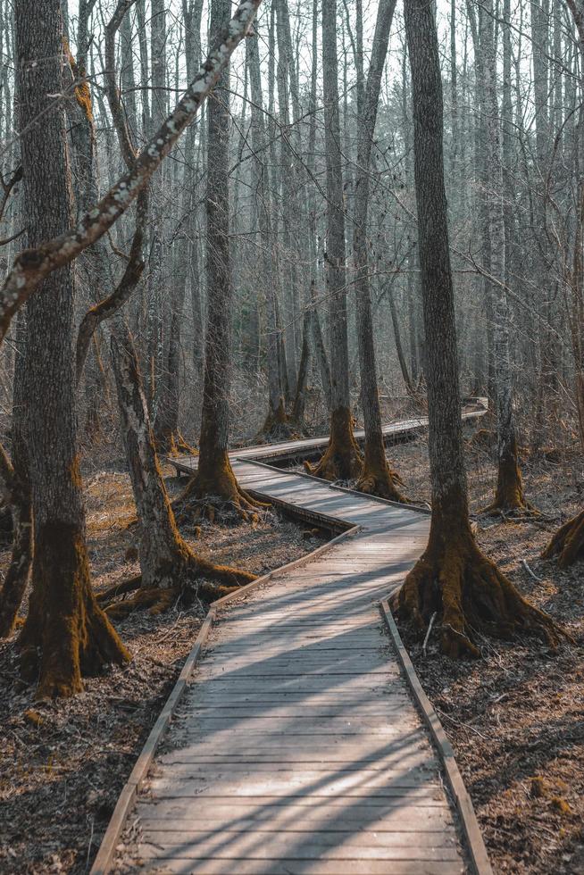 pista vuota nella foresta foto