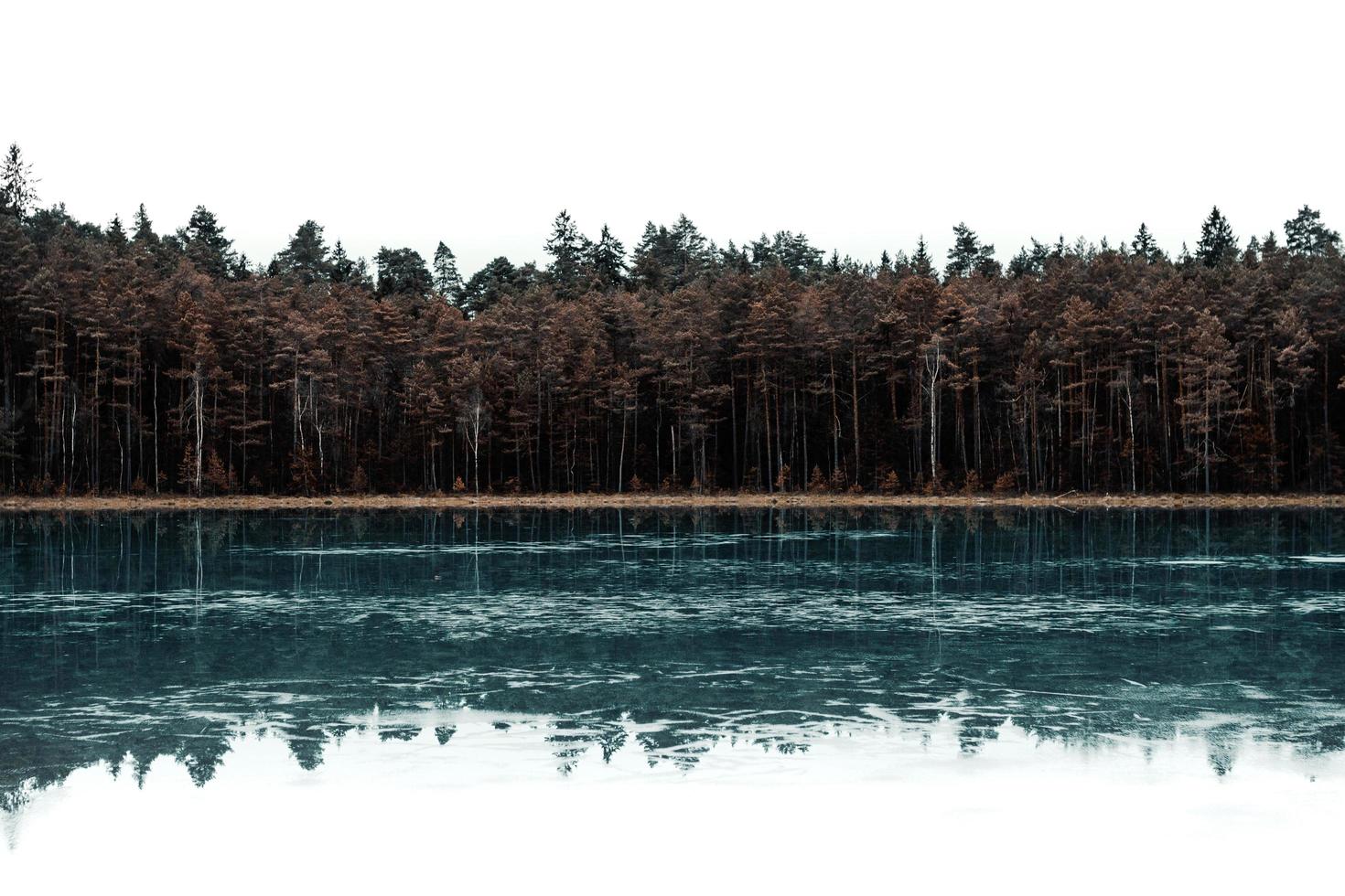 alberi accanto allo specchio d'acqua foto