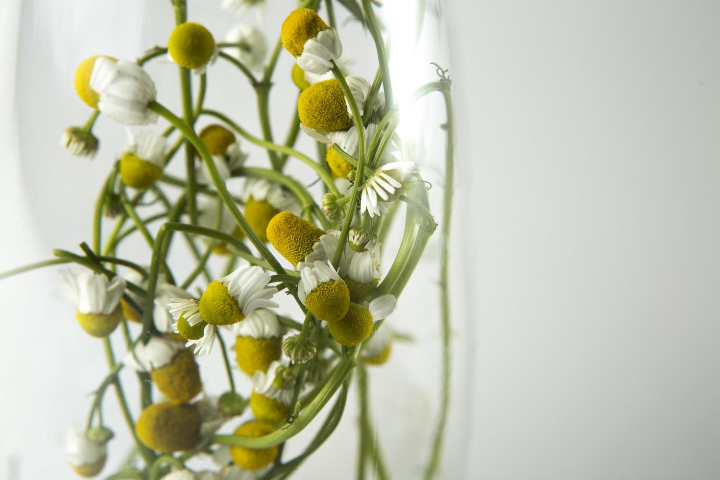 fiori bianchi a più petali foto