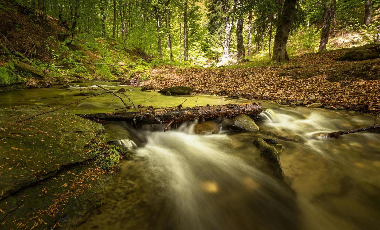 flusso d'acqua nella foresta foto