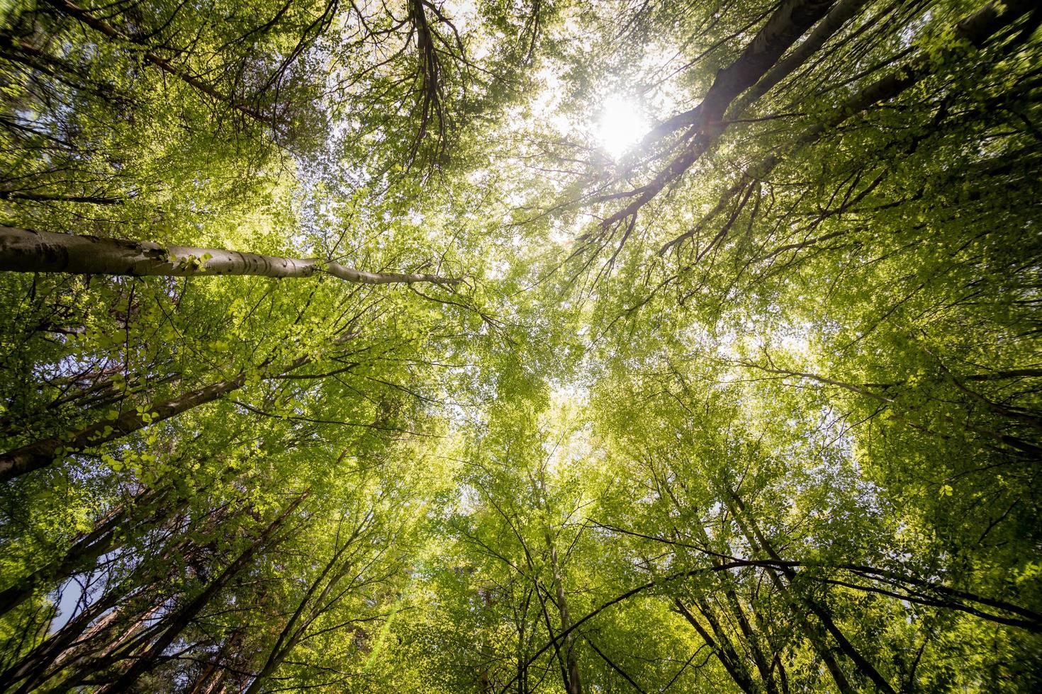 fotografia di alberi foto