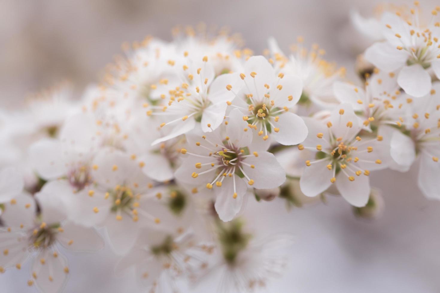 fiori bianchi con petali foto