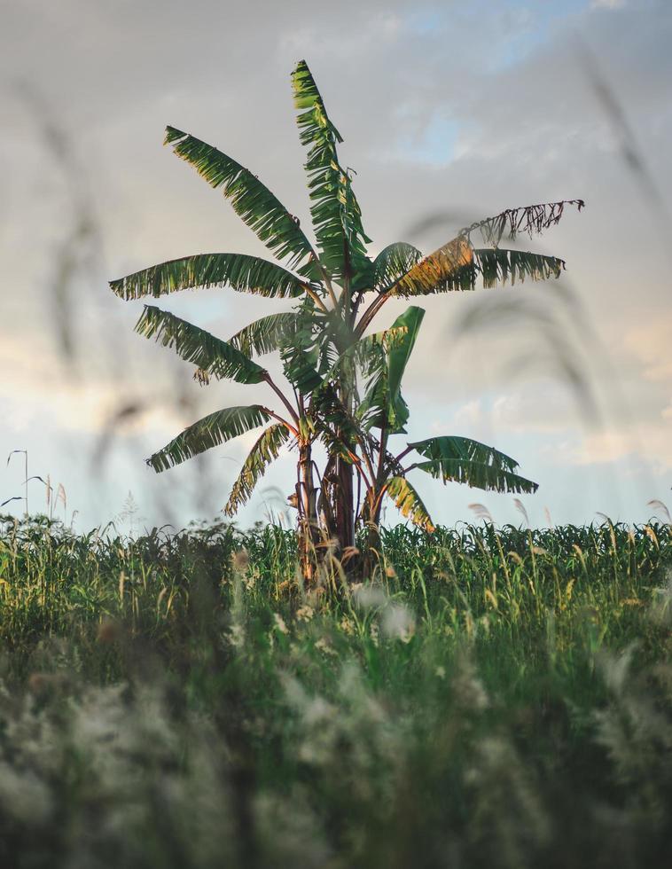 banano sul campo di erba verde foto