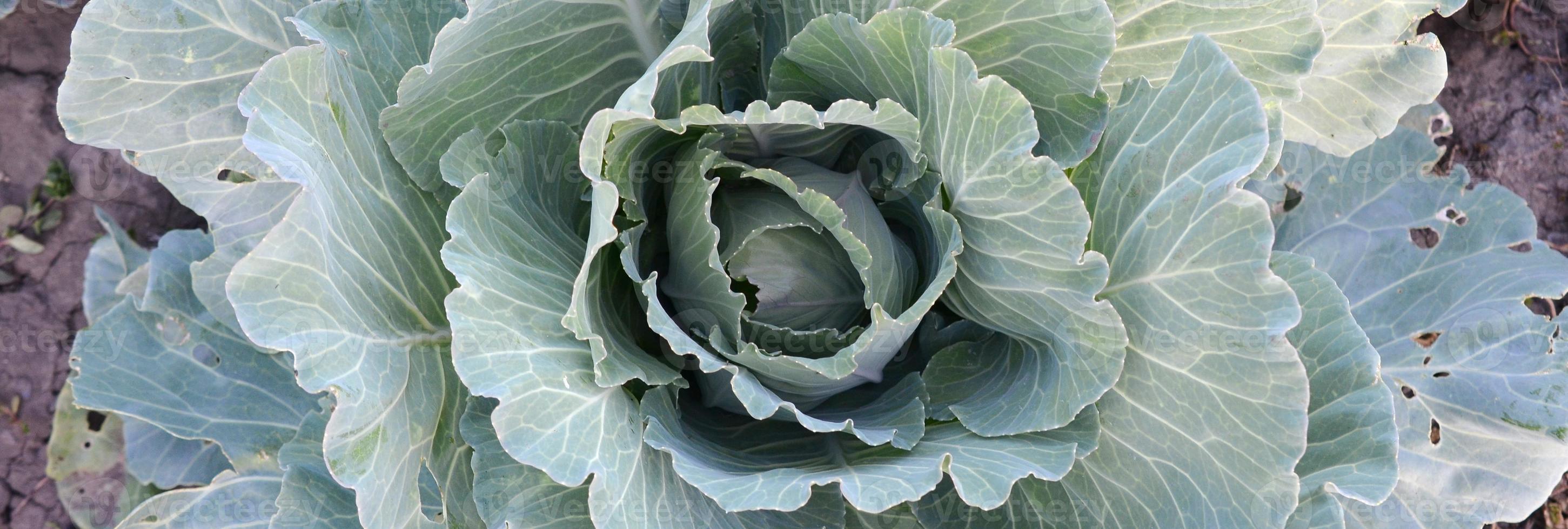 verde cavolo maturando testa in crescita nel verdura azienda agricola foto