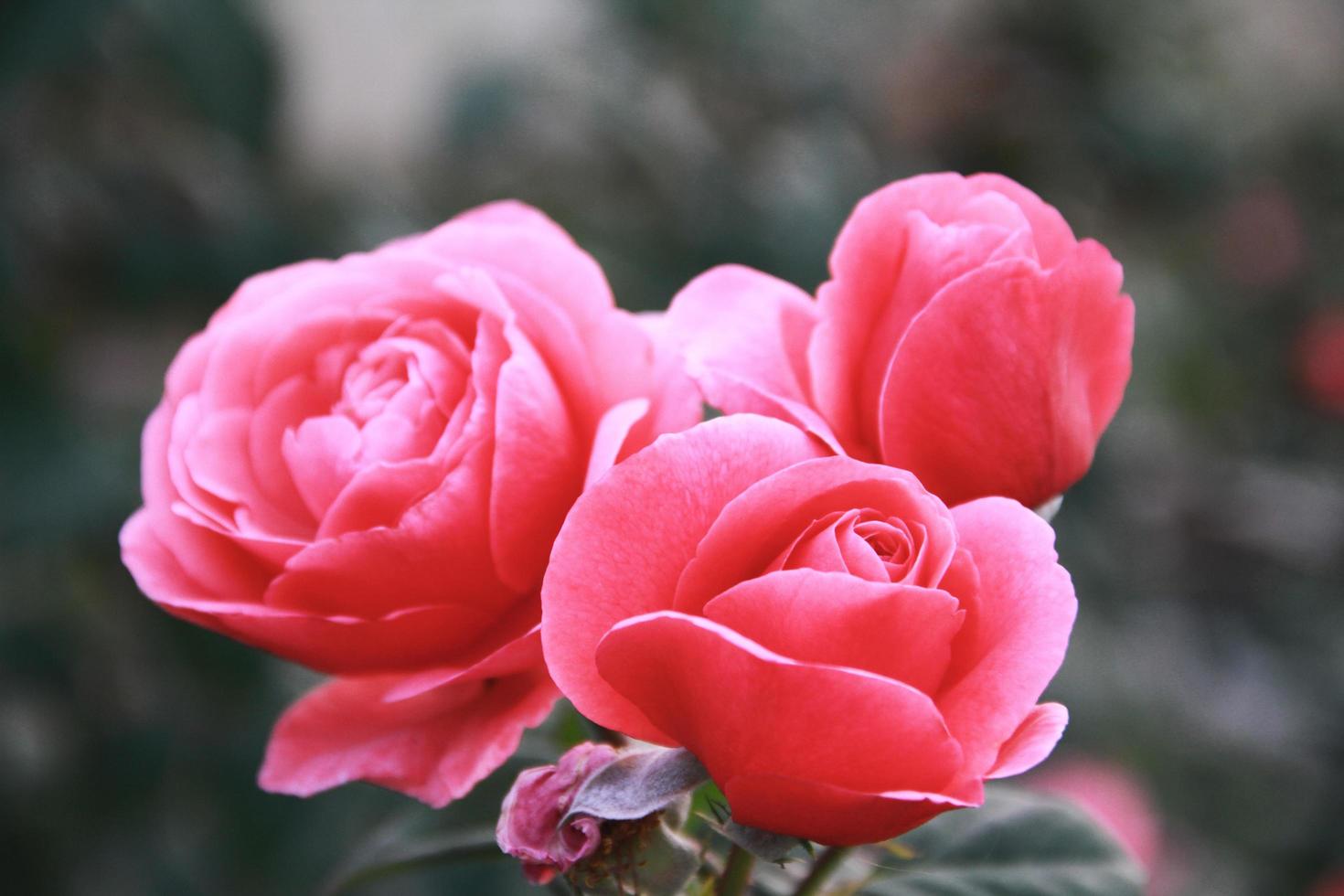 rose in fiore foto