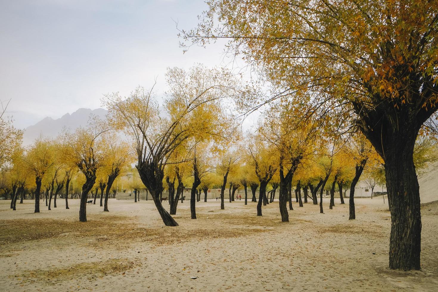 vista del paesaggio degli alberi in autunno foto