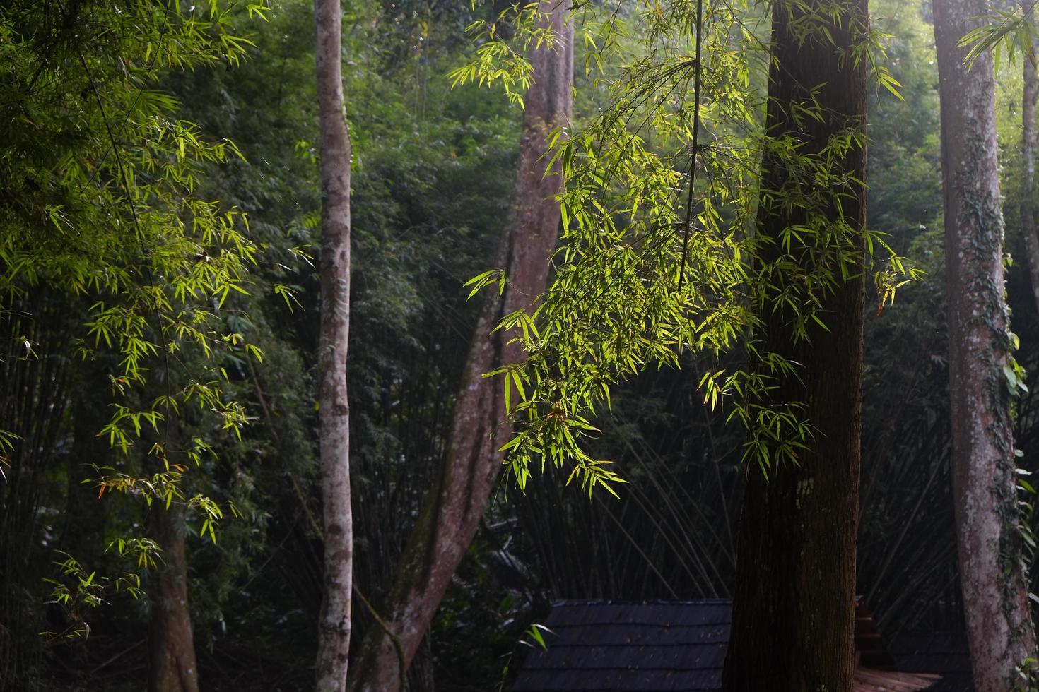 luce solare del mattino nella foresta tropicale foto