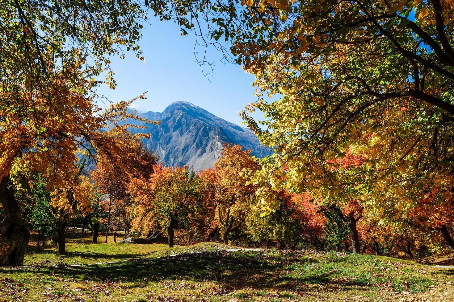 alberi di fogliame colorato in autunno foto