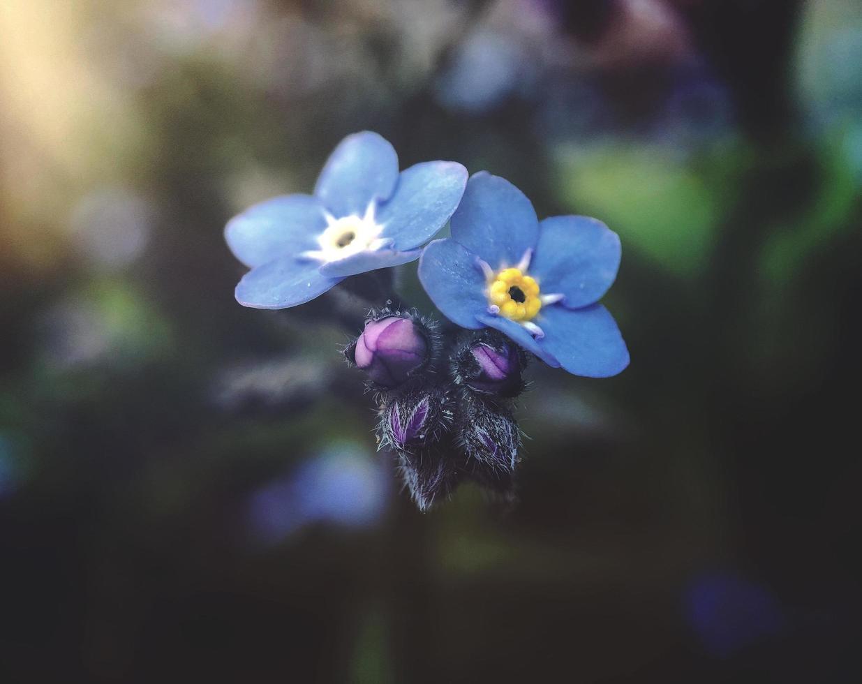 fiori di petalo blu illuminati dalla luce del sole foto