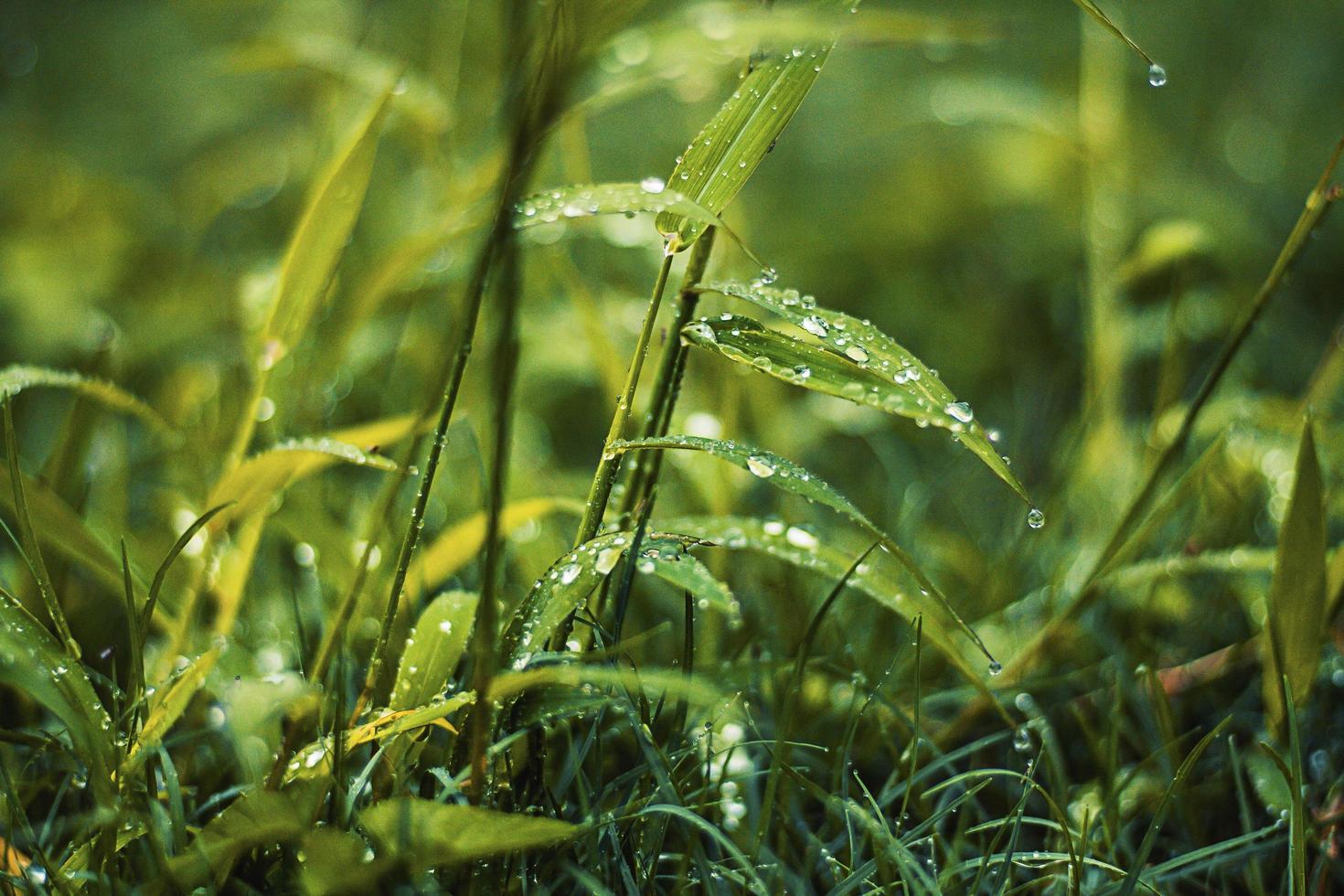 gocce d'acqua sull'erba foto