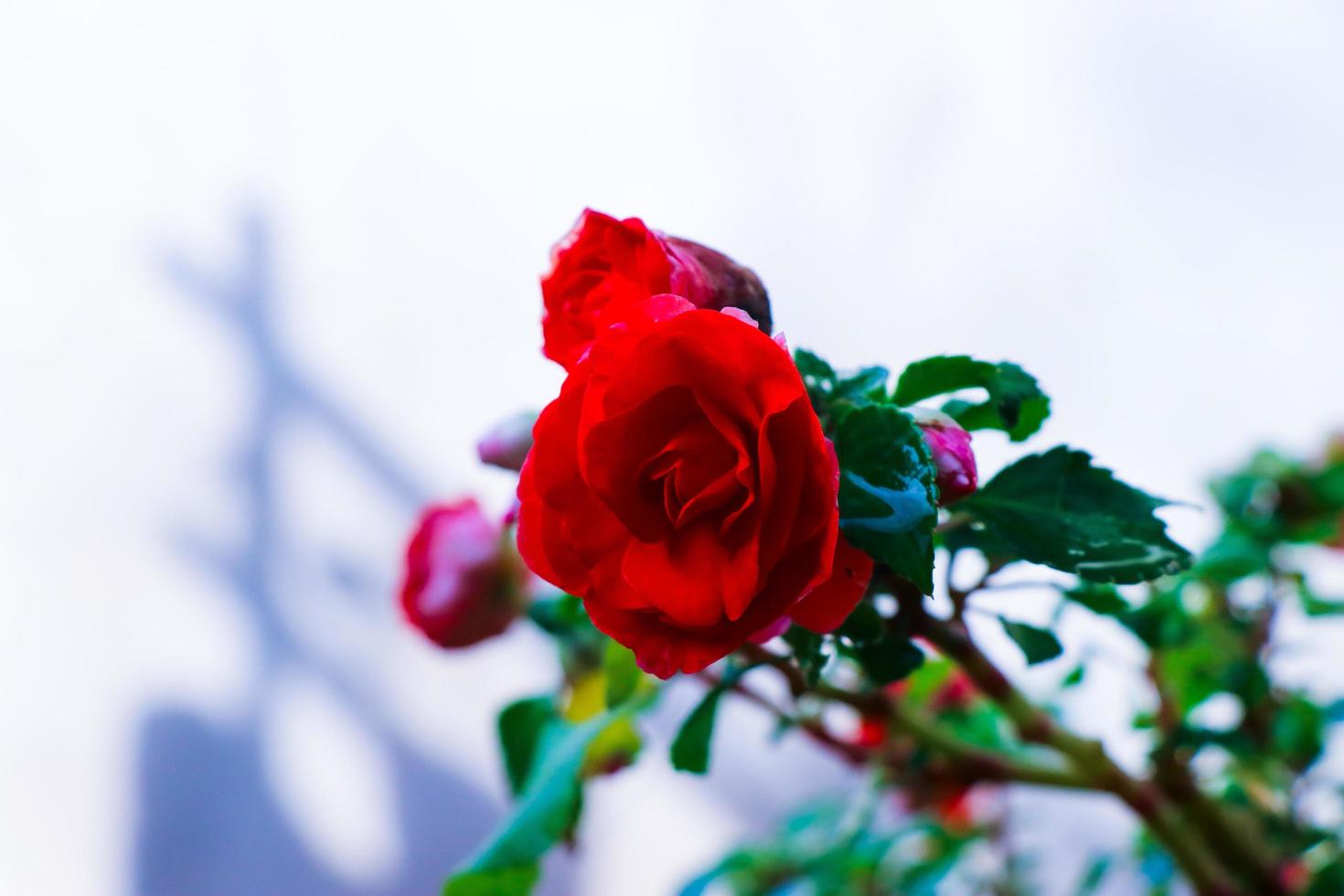 primo piano del cespuglio di rose rosso foto