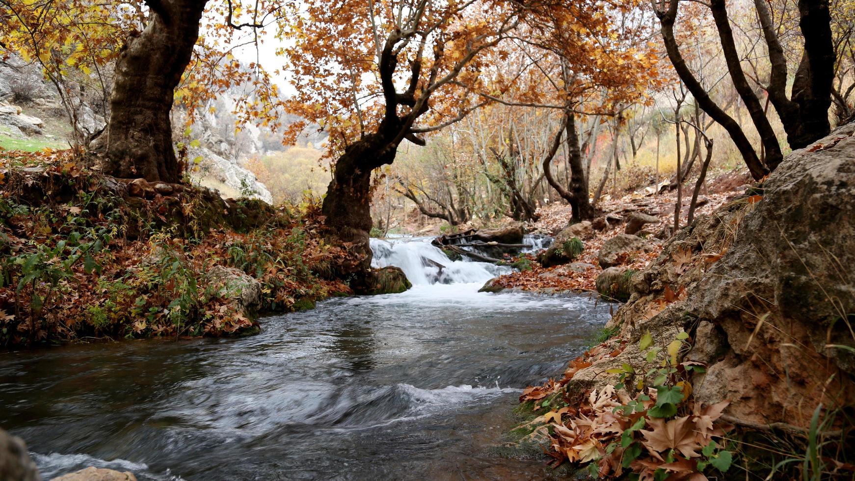 fiume all'interno della foresta foto