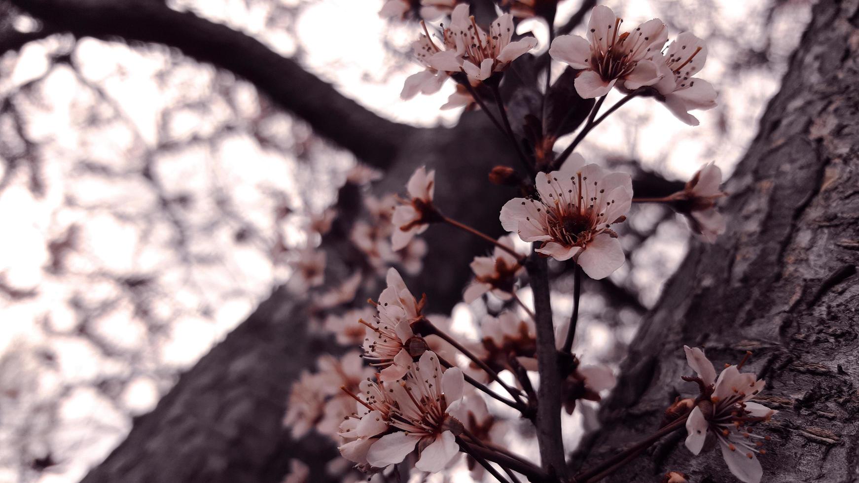 albero di fiori di ciliegio foto